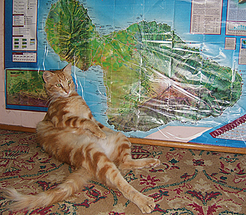 Maui cats are great but need your help
